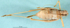 CollectionObject 1502522; 785df999-b2d9-4ad3-a560-229bd607d6f2: female, dorsal view. (CollectionObject).
