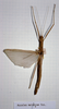 CollectionObject 1557177; 50c3c828-3757-4691-b5de-9e4ad579489b: copyright MHNG Geneva. female (holotype). (CollectionObject).