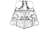 Calcitrena maculosa Eades, 1961: Fig. 22. male head and pronotum, dorsal view. (Otu).