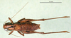 CollectionObject 1500490; a02ccc70-ab50-492f-b661-066dbcdf55e9: male, dorsal view (syntype). (CollectionObject).