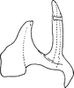 Aedeagus, lateral view on Erythridula falcata (Beamer, 1930): Aedeagus, lateral view. (Observation).
