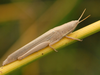 CollectionObject 1574025; 16a0b9e3-9b94-42b8-940e-76ffe60b1dc7: female (Albania, Divjakë-Karavasta NP). (CollectionObject).
