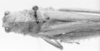 CollectionObject 1543432; 06e64855-f0bb-47c2-bd4e-4b6e75c2c0cc: female, dorsal view (allotype). (CollectionObject).