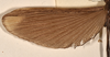 CollectionObject 1558797; cb2dc274-79e3-40d5-9637-7bb0504b9e25: copyright OUMNH. male wings of Necroscia phaetusa (holotype). (CollectionObject).