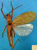 CollectionObject 1501984; 389f28ac-2ea9-4113-bef8-45da15e52190: male, dorsal view (paralectotype of Mastighapha crassicornis). (CollectionObject).