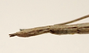 CollectionObject 1583792; 504137d1-b138-4909-bb15-6179e1645e55: copyright MNHN, Paris. female end of abdomen, lateral view (paratype). (CollectionObject).;CollectionObject 1583793; ecd8adad-8df3-4622-8518-81f6a7571783: copyright MNHN, Paris. female end of abdomen, lateral view (paratype). (CollectionObject).;CollectionObject 1583794; 1f7dc6b6-c82e-49b0-b7ad-6b44ff01b2e7: copyright MNHN, Paris. female end of abdomen, lateral view (paratype). (CollectionObject).