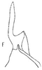 Stylus: Stylus. (Observation).