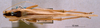 CollectionObject 1532851; NMW 3224329, 49ec486a-8722-4314-9055-8557a5da63a7: female, dorsal view (allotype). (CollectionObject).