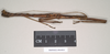 CollectionObject 1563139; 0872858b-3c8b-4f76-ab9a-0476d53970bf: copyright Natural History Museum, London. male, lateral view of Oxyartes lamellatus (paralectotype). (CollectionObject).;CollectionObject 1563140; e690f7dd-2212-4cc5-a841-85c694de7525: copyright Natural History Museum, London. male, lateral view of Oxyartes lamellatus (paralectotype). (CollectionObject).