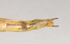 CollectionObject 1562259; 254d0a21-a3c9-48b5-b63c-04fff24f039f: copyright Natural History Museum, London. female: end of abdomen, ventral view of Phasma tithonus (synytpe). (CollectionObject).