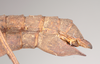 CollectionObject 1562234; NHMUK(SF IMPORT DUPLICATE) 845220, c69be5ad-c184-4b0c-8933-549e74c399c6: copyright Natural History Museum, London. female: end of abdomen, lateral view (holotype). (CollectionObject).