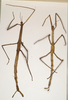 CollectionObject 1558197; NMW 870'', 8026b93b-e42b-474d-b291-7dc4595bf81e: copyright NMW, Vienna. female of synonym Acrophylla phyllocerca (paralectotypes). (CollectionObject).