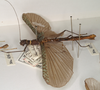 CollectionObject 1557583; 019e134f-8302-4d81-9a57-ddccfbb0fdf0: copyright OUMNH. female, lateral view (holotype). (CollectionObject).