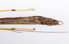CollectionObject 1590106; be58cf26-d909-414b-87ae-70962e65b819: copyright Oskar Conle. male: end of abdomen, ventral view (paratype). (CollectionObject).;CollectionObject 1590107; f4a8f720-5892-4ac5-af73-0928f7a08f83: copyright Oskar Conle. male: end of abdomen, ventral view (paratype). (CollectionObject).