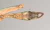 Marmessoidea rosea (Fabricius, 1793): copyright Natural History Museum, London. male: end of abdomen, ventral view of synonym Platycrana rafflesii (holotype). (Otu).