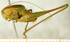 male, lateral view (syntype). Depicts CollectionObject 1532326; NMW 8783, 3ee4b968-0163-4756-bbda-a6933fe49da4, a CollectionObject.
