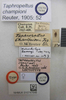 Notochilus championi (Reuter, 1905): Taphropeltus championi. Lectotype. (BMNH) - (CC BY-NC 4.0) Photo by Stuart Cole, reproduced with permission from the Natural History Museum, London, UK. (Otu).