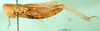CollectionObject 1502274; ca49d08d-7ecc-4227-bfb3-bd4b48e8f5f3: female, lateral view (paratype). (CollectionObject).