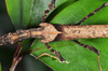 CollectionObject 1563994; 4c7f6db9-1642-4312-9b9a-e0494c5b848e: copyright Oskar Conle. female: head and thorax, dorsal view (paratype). (CollectionObject).;CollectionObject 1563995; 47eb933e-7a25-4ff4-80d8-eda30f784749: copyright Oskar Conle. female: head and thorax, dorsal view (paratype). (CollectionObject).;CollectionObject 1563996; 77d4db78-eeb3-4426-96df-433fc1813b3f: copyright Oskar Conle. female: head and thorax, dorsal view (paratype). (CollectionObject).