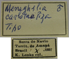 CollectionObject 1542801; 9d62cdf0-adbb-4f00-a70b-043f14a999ef: male, labels (holotype). (CollectionObject).