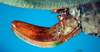 CollectionObject 1501765; 26145a67-7ba7-49dd-99e5-da8529691450: ovipositor (paralectotype). (CollectionObject).