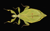 Phyllium jacobsoni Rehn & Rehn, 1934: copyright Montreal Insectarium. female, Mt. Argopuro, identified by R. Cumming (no type). (Otu).;Phyllium jacobsoni Rehn & Rehn, 1934: copyright Montreal Insectarium. female, Mt. Halimun, identification by R. Cumming (no type). (Otu).