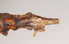 CollectionObject 1560946; NHMUK(SF IMPORT DUPLICATE) 844818, cfaf030c-94f6-4d87-be49-5da183b1d86d: copyright Natural History Museum, London. female: end of abdomen, ventral view (holotype). (CollectionObject).