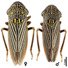 Habitus, dorsal view on Cuerna alpina Oman & Beamer, 1944: U.S.A., Montana, Treasure Co., I-94, 1 mi E Exit 67 (to Hysham), INHS. (Observation).