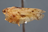 Habitus, lateral view on Flatoidinus conviva (Stål, 1862): (Observation).