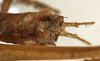 CollectionObject 1529700; 144913fb-2bba-45f8-8bba-28072b271496: male abdomen tip, dorsal view (holotype). (CollectionObject).