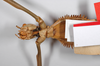 CollectionObject 1558976; 758418ff-ab08-4a07-8c6f-eb8090c2a17e: copyright ZMHB, Berlin. female: head & thorax, ventral view of synonym Hermarchus muelleri (holotype). (CollectionObject).