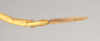 CollectionObject 1558547; 60a19b5b-98ed-4581-b16b-326a9354a656: copyright Natural History Museum, London. male: end of abdomen, dorsal view (syntype). (CollectionObject).;CollectionObject 1558548; 3181af4a-1fcb-427b-a9c6-e70ddf2ce114: copyright Natural History Museum, London. male: end of abdomen, dorsal view (syntype). (CollectionObject).