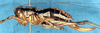 CollectionObject 1592429; 2d86392f-ef39-4c33-8828-f42ec3f29c6f: female, lateral view (allotype). (CollectionObject).