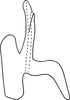 Aedeagus, lateral view on Erythridula celebrata (Johnson, 1935): Aedeagus, lateral view. (Observation).