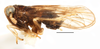 Habitus, lateral view on Falcotoya sagae (Beamer, 1947): (Observation).