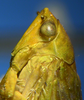 Head on Rugosella obrienorum (Freytag & DeLong, 1971): Male holotype [OSU]: head, pronotum and mesonotum, lateral view. (Observation).