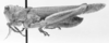 CollectionObject 1523805; 4cd21ec8-27d1-4a4b-b096-43bbf188ca77: male, lateral view (holotype). (CollectionObject).