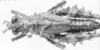 CollectionObject 1525186; ddca25fa-3b4b-4509-a69f-4ca636110407: female, dorsal view (allotyp of Nicarchus enyalius). (CollectionObject).