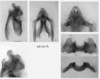Melanoplus digitifer Hebard, 1936: male genitalia. (Otu).