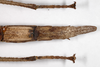 CollectionObject 1574012; 1d7906f7-cbcb-4906-8954-9eca935a67bf: copyright ZMHB, Berlin. female: end of abdomen, ventral view of synonym Nesiophasma eremothocus (holotype). (CollectionObject).