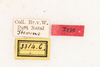 CollectionObject 1531180; c8e99a82-fa1e-4d8f-b358-7afaf3863422: female, labels (syntype). (CollectionObject).