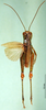 CollectionObject 1598193; e7dac743-d8e6-4334-8c84-58cef7d22646, DORSA BA000079S01: male, dorsal view (holotype). (CollectionObject).