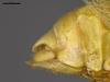 CollectionObject 2189003; 3e92da30-72d7-4127-a757-5a992b930552, ZUFMS ORT00844: Male postabdomen, lateral view. (CollectionObject).