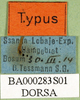 CollectionObject 1501574; cb961aec-93b8-410f-acf5-f0aca5cd1ace, DORSA BA000283S01: labels (holotype). (CollectionObject).