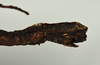 CollectionObject 1561268; 5a0ce6ed-04f1-4f16-ba85-2c9b1b7fe1df: copyright USNM, Washington. (CollectionObject).