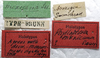 CollectionObject 1505674; 71fade10-722d-4615-9fdd-af5c3326a9b6: labels (syntype). (CollectionObject).