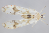 Live specimen: Anotia sp. Boxford, Essex Co., Massachusetts, USA; August 15, 2020. (Observation).