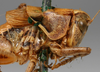 CollectionObject 1517139; 71177708-2973-4c8f-a4cf-9d6b023f8992: male pronotum, lateral view (holotype). (CollectionObject).