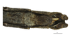 CollectionObject 1596259; c080a2c0-23b7-4f23-8529-3a7507e2a5fb: copyright NKUM Nankai. male: end of abdomen, ventral view (paratype). (CollectionObject).