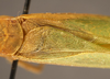 male, stridulatory area (syntype of Phylloptera alliedea). Depicts CollectionObject 1568537; 93017c23-d9ba-4813-89e8-6bfb2ffe825e, a CollectionObject.